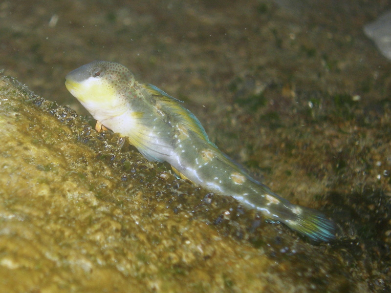 Blennidi